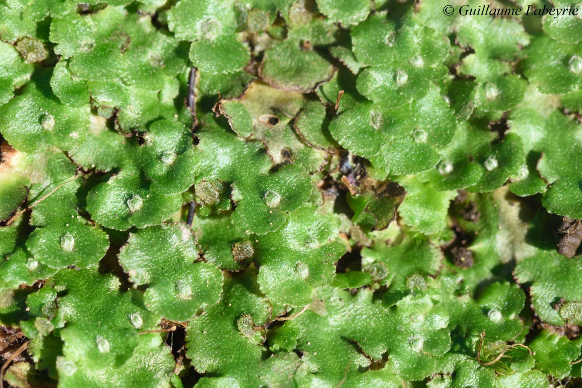 Reboulia hemisphaerica