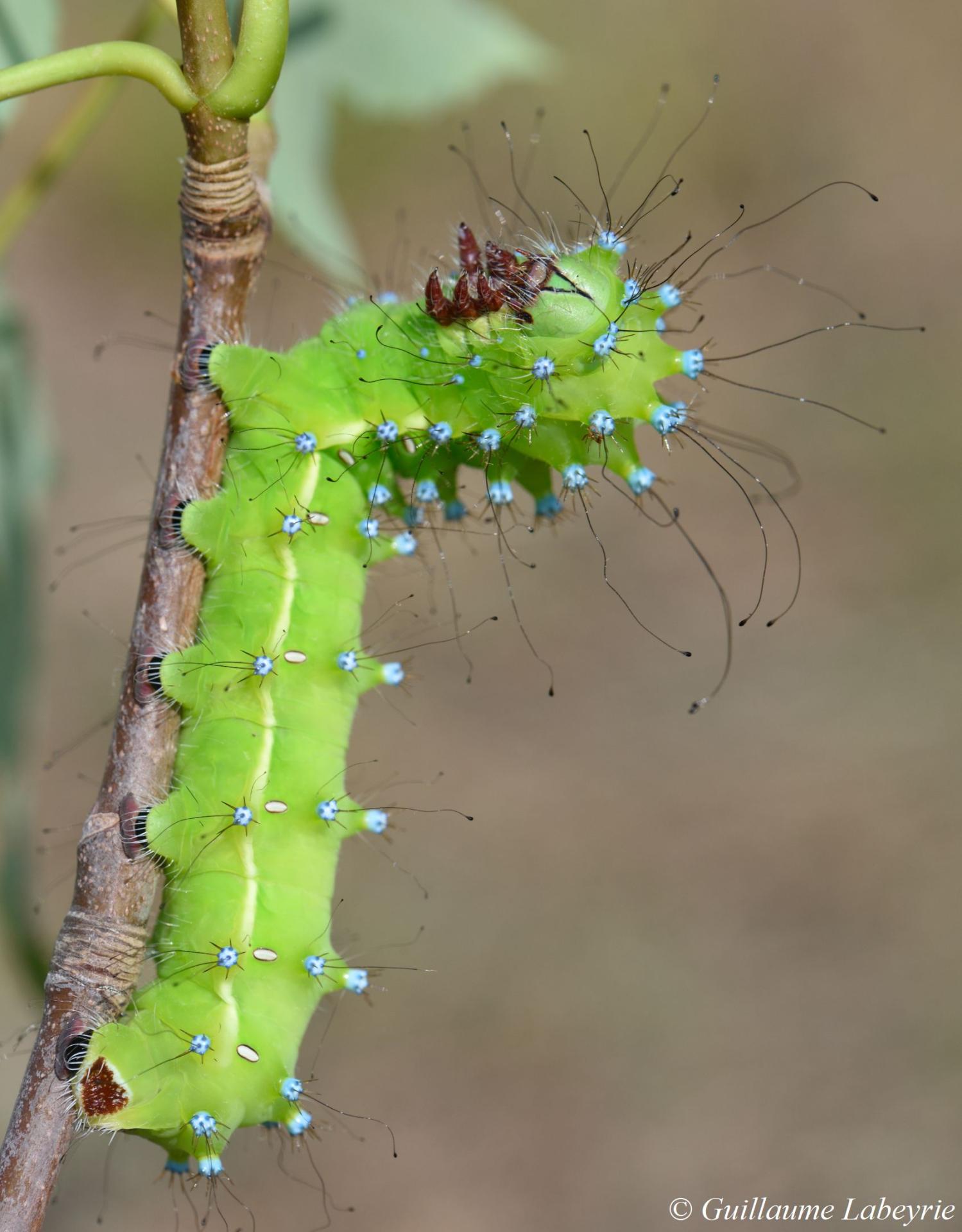 Saturnia pyri