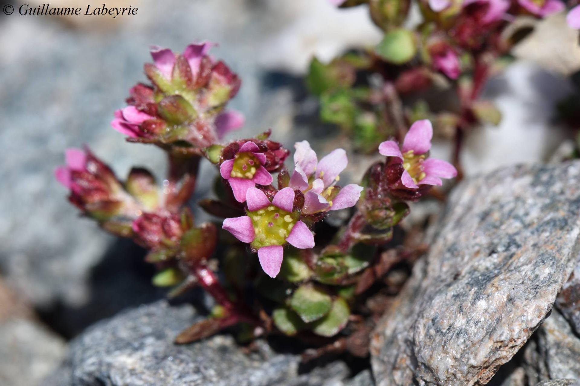 Saxifraga biflora