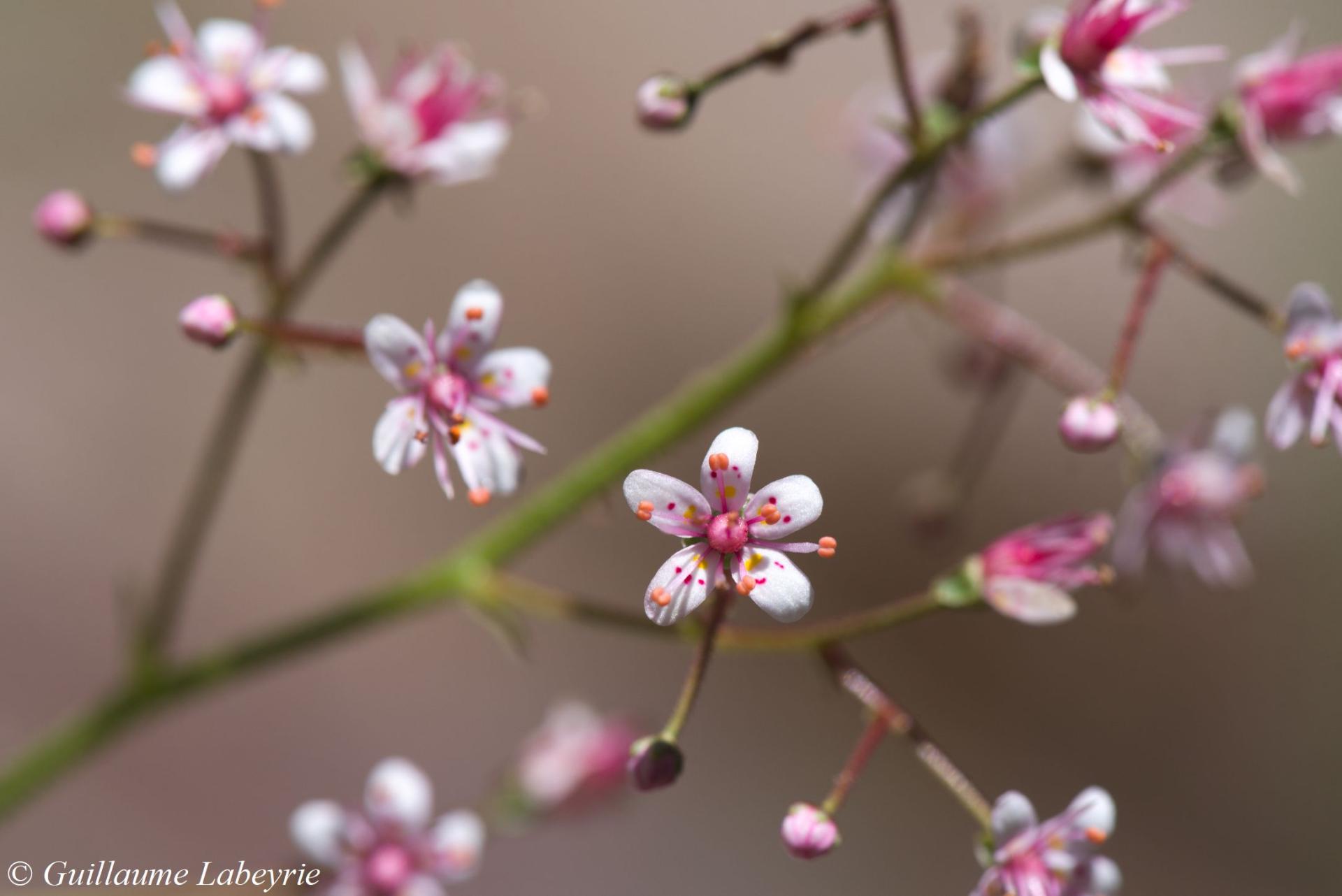 Saxifraga umbrosa