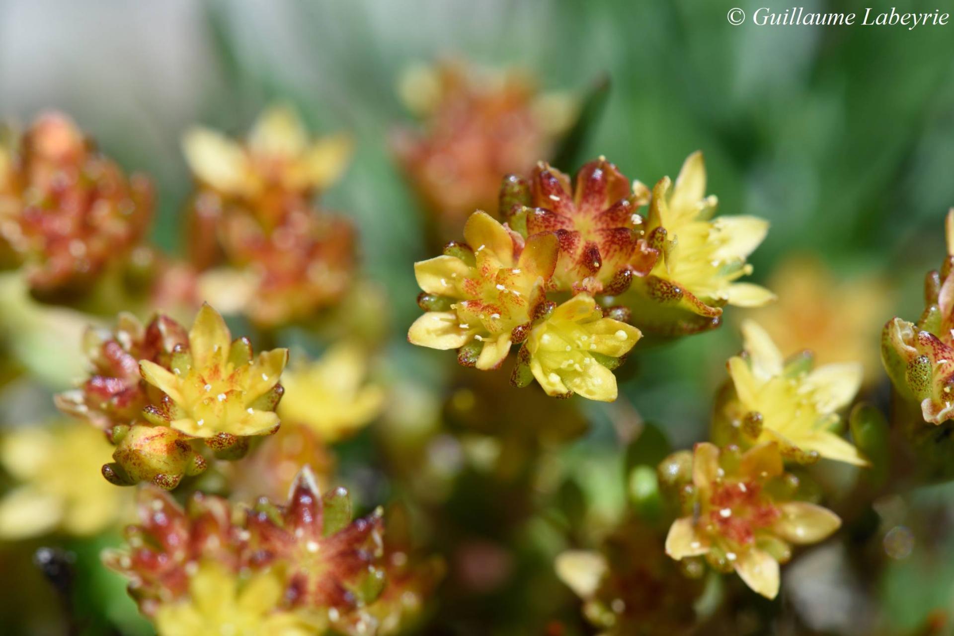 Sedum alpestre