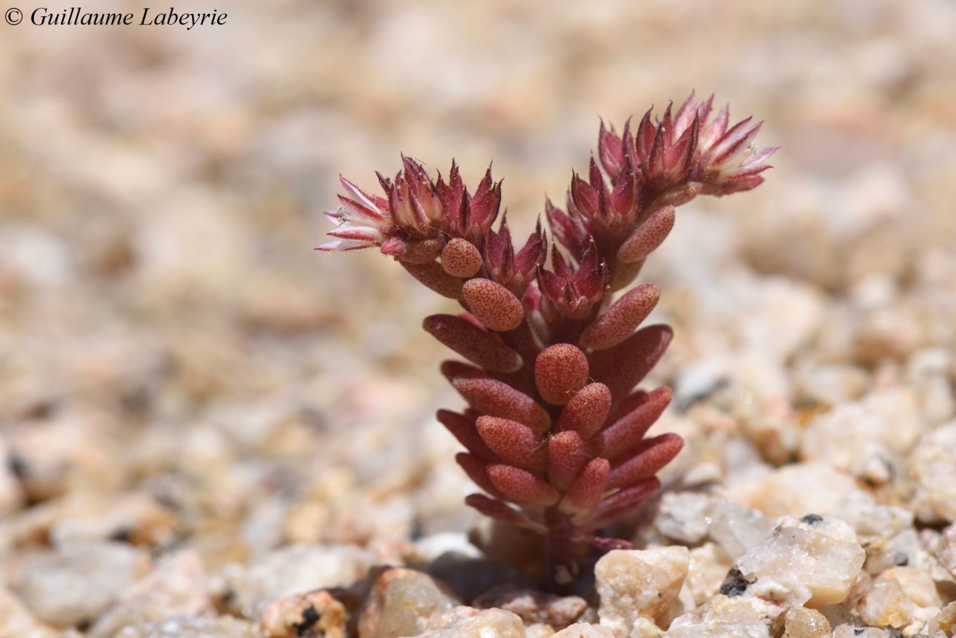 Sedum rubens