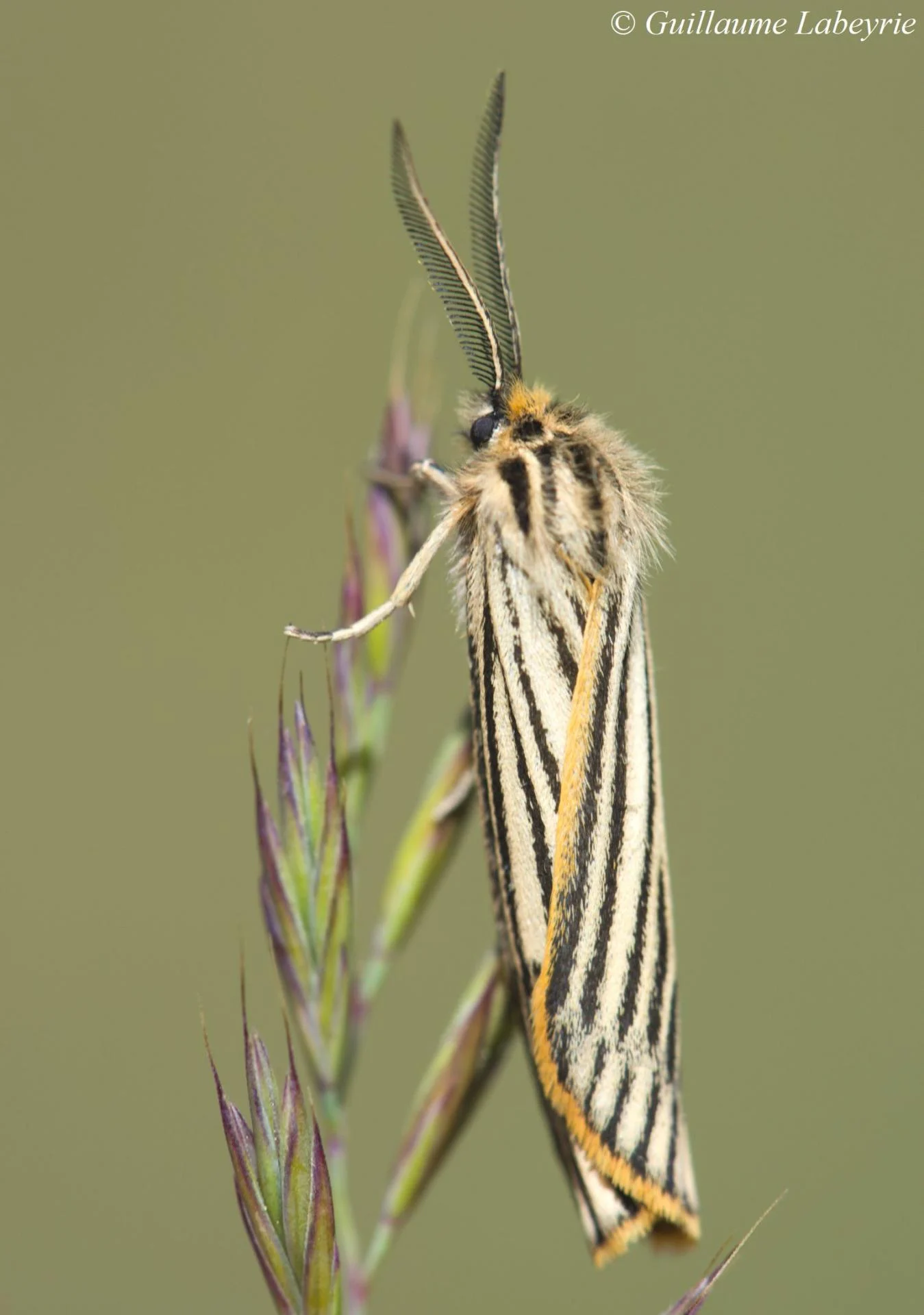 Spiris striata