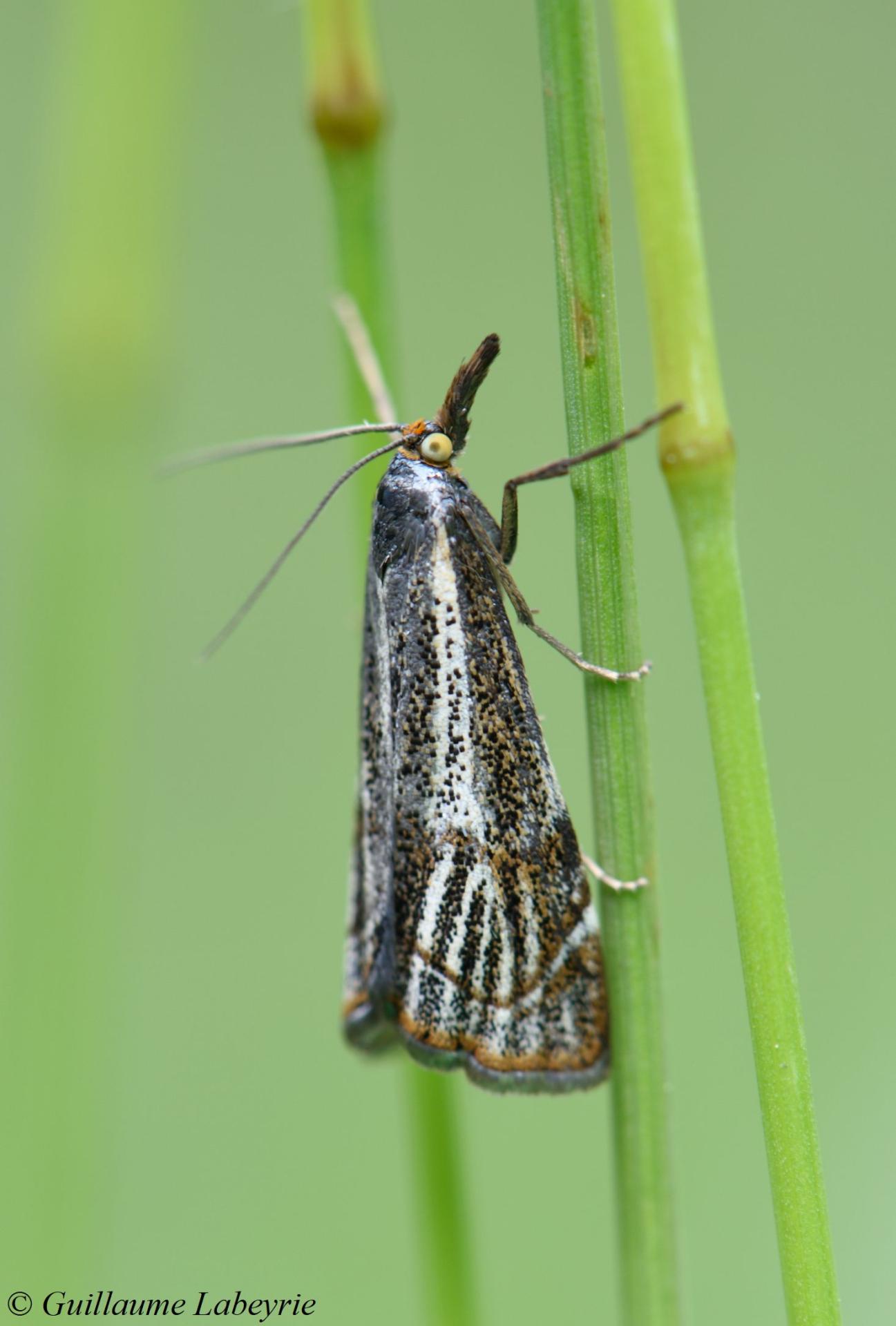 Thisanotia chrysonuchella