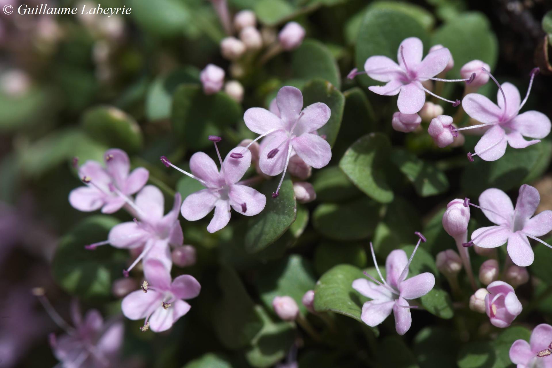 Valeriana longiflora