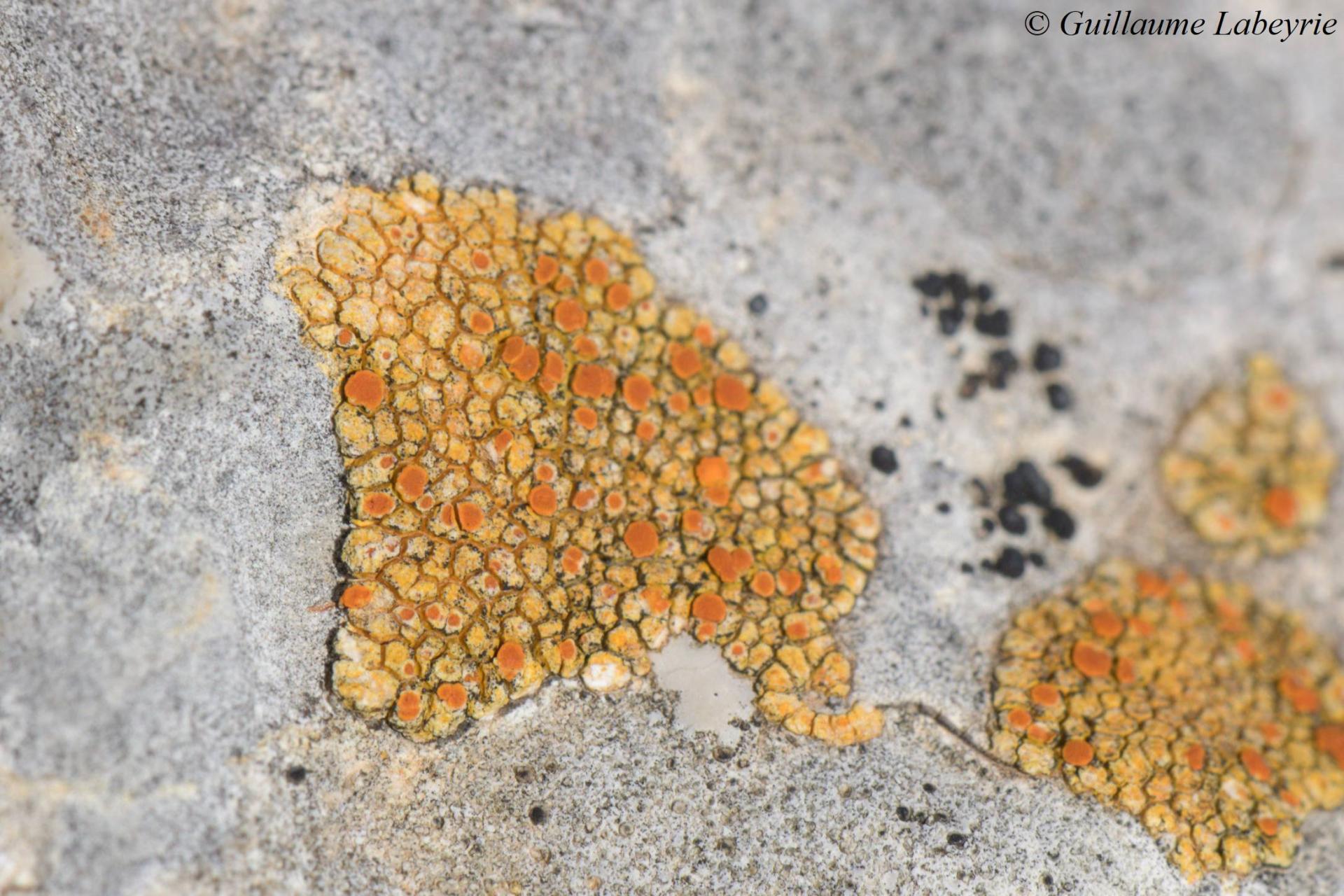 Variospora epierodens