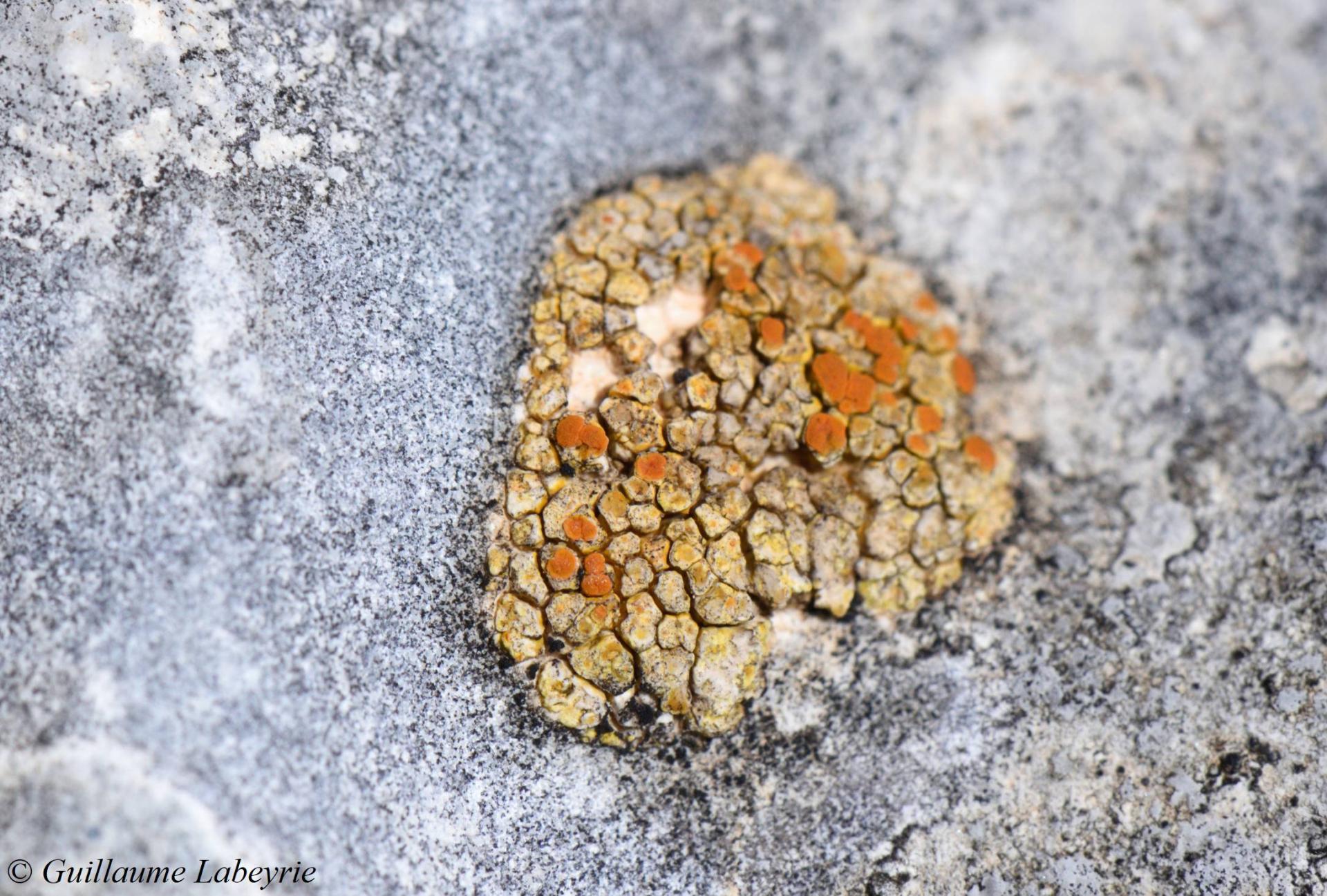 Variospora epierodens